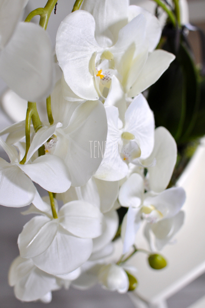 storczyk Laos w ceramicznej, kremowej donicy, wys.56cm 