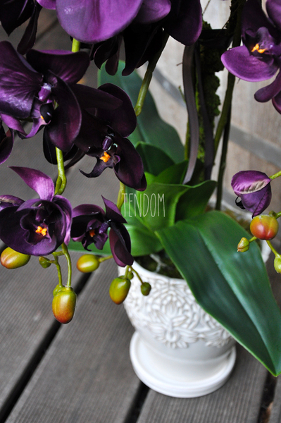 przepiękny storczyk Purple w ozdobnej donicy wys.ok.68cm