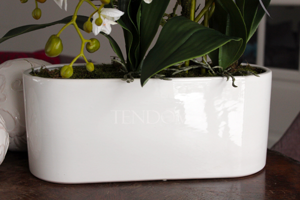 obfity storczyk Romeo w minimalistycznej donicy, wys.70cm