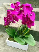 storczyk Banerra Fuksja 3 w ceramicznej, białej donicy, wys.50cm