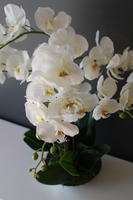 sztuczny storczyk Silver Dreams 3 w srebrnej, aluminiowej donicy, wys.68cm