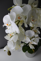 storczyk Sanaro Silver w srebrnej donicy, wys.62cm