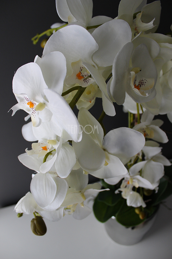 storczyk Sanaro Silver w srebrnej donicy, wys.62cm