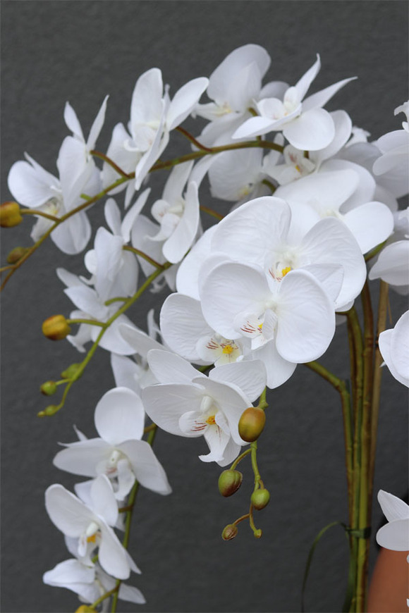 bardzo duży storczyk w eleganckim pucharze, Angelo, wys.87cm