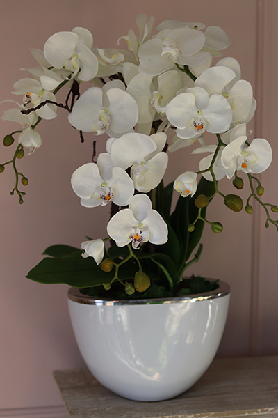 śliczny storczyk Cinderella White & Silver w stylowej donicy, wys.50cm