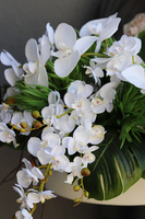 kompozycja Monstera & Orchidea, wym.32x38x56cm