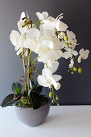 dwa storczyki w szarych donicach Rebeca, wys. obu 69 i 68cm