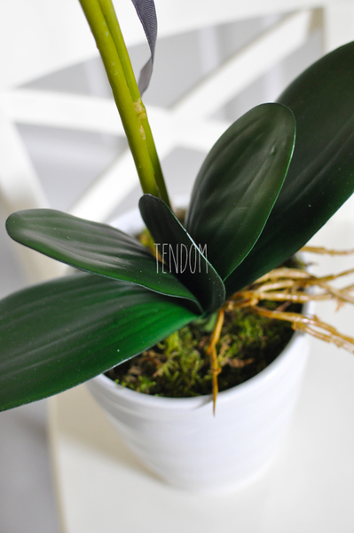 storczyk Odessa w ceramicznej, białej donicy wys. ok. 51cm 