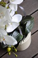 storczyk Terranova w kremowej donicy, wys.69cm