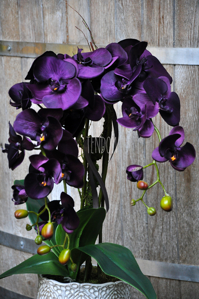 przepiękny storczyk Purple w ozdobnej donicy wys.ok.68cm