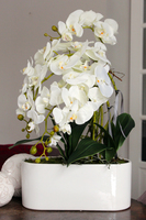 obfity storczyk Romeo w minimalistycznej donicy, wys.70cm 