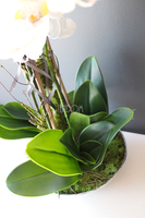 sztuczny storczyk Silver Dreams 3 w srebrnej, aluminiowej donicy, wys.68cm