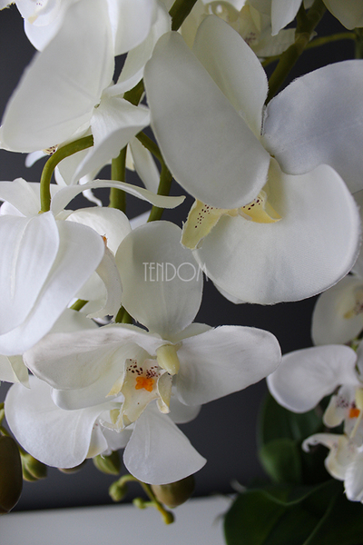 storczyk Sanaro Silver w srebrnej donicy, wys.62cm