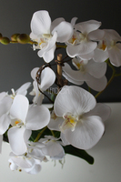 efektowny storczyk Laos White&Silver, wys.52cm