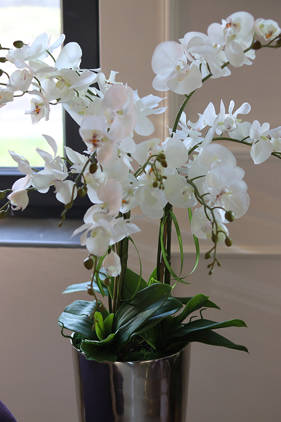 ekskluzywny storczyk w pucharze, Beethoven Silver, wys.130cm  