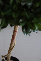 Drzewko Ficus, sztuczne drzewo w osłonce z tworzywa, wys.139cm 