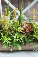 kompozycja sukulenty w długiej donicy, Hektor A, dł.48cm