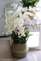 Georgia Big 3, efektowny storczyk w koszu z trawy, wys.86cm