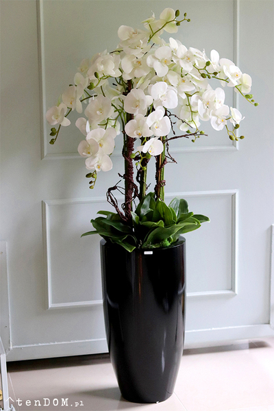 Grande Fiberglass Extra, biały storczyk w czarnej donicy z fiberglass, wys.142cm