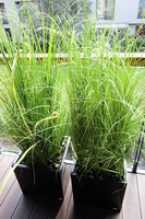 kompozycja Trawy Macarena w sześciennej czarnej donicy, wys.140cm 