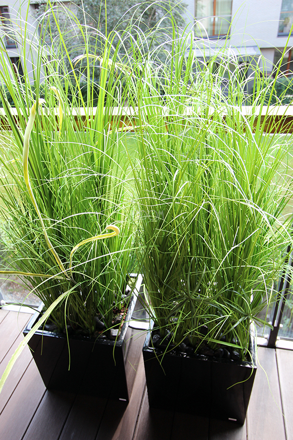 kompozycja Trawy Macarena w sześciennej czarnej donicy, wys.140cm 