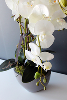 dwa storczyki w szarych donicach Rebeca, wys. obu 69 i 68cm