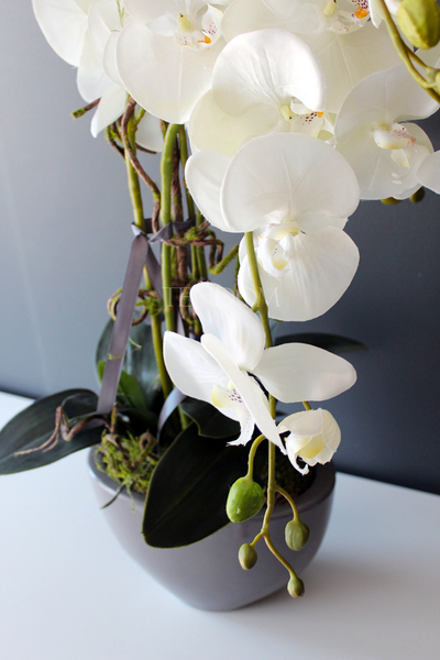 dwa storczyki w szarych donicach Rebeca, wys. obu 69 i 68cm