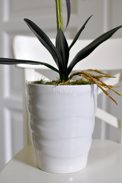 storczyk Odessa w ceramicznej, białej donicy wys. ok. 51cm