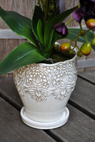 przepiękny storczyk Purple w ozdobnej donicy wys.ok.68cm