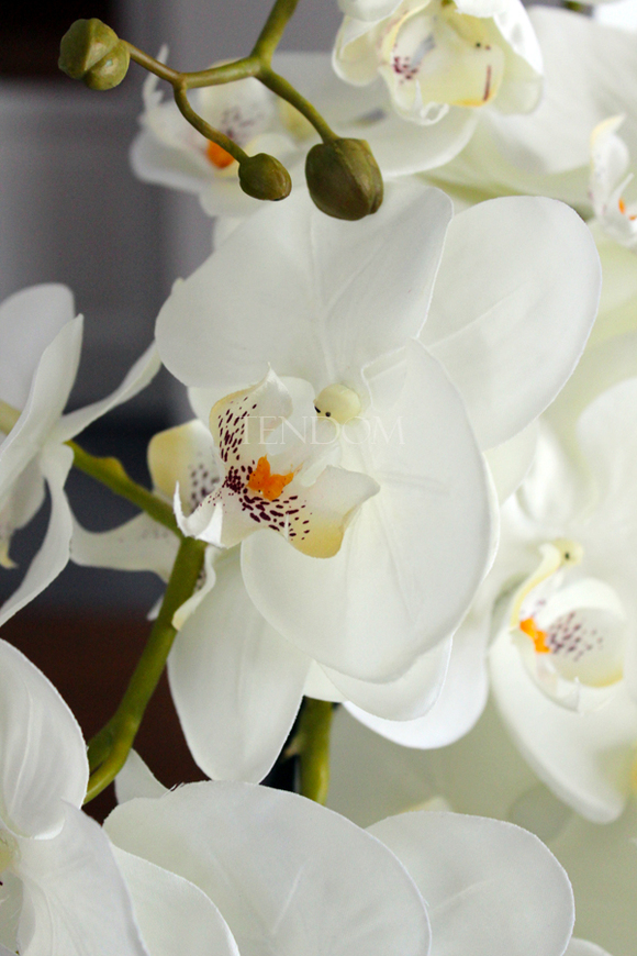 obfity storczyk Romeo w minimalistycznej donicy, wys.70cm