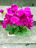 storczyk Banerra Fuksja 3 w ceramicznej, białej donicy, wys.50cm