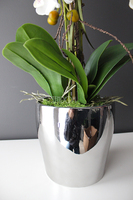 storczyk Sanaro Silver w srebrnej donicy, wys.62cm