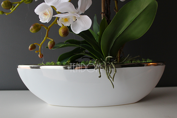 efektowny storczyk Laos White&Silver, wys.52cm