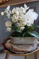 elegancki biały storczyk w srebrnej donicy, Santiago, wys.47cm