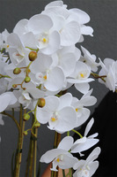 bardzo duży storczyk w eleganckim pucharze, Angelo, wys.87cm