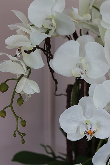 śliczny storczyk Cinderella White & Silver w stylowej donicy, wys.50cm