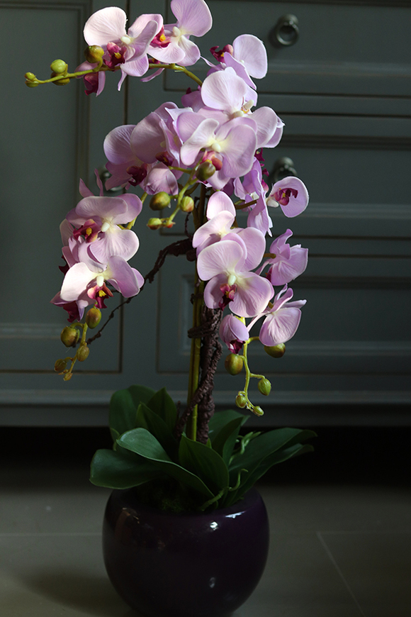 Lawendowa Kraina, storczyk w ceramicznej, fioletowej donicy, wys.68cm