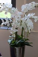 ekskluzywny storczyk w pucharze, Beethoven Silver, wys.130cm  