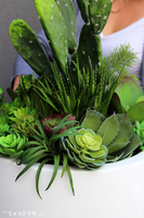Desideria Cacti Fiberglass, sukulenty z kaktusem w białej donicy,  wys.92cm