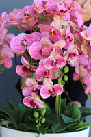 Granada Gedana, gumowy storczyk w białej ceramicznej donicy, wys.72cm