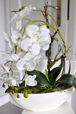 storczyk Laos w ceramicznej, kremowej donicy, wys.56cm
