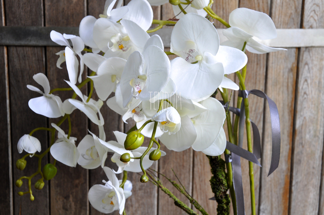 storczyk Terranova w kremowej donicy, wys.69cm