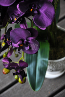 przepiękny storczyk Purple w ozdobnej donicy wys.ok.68cm