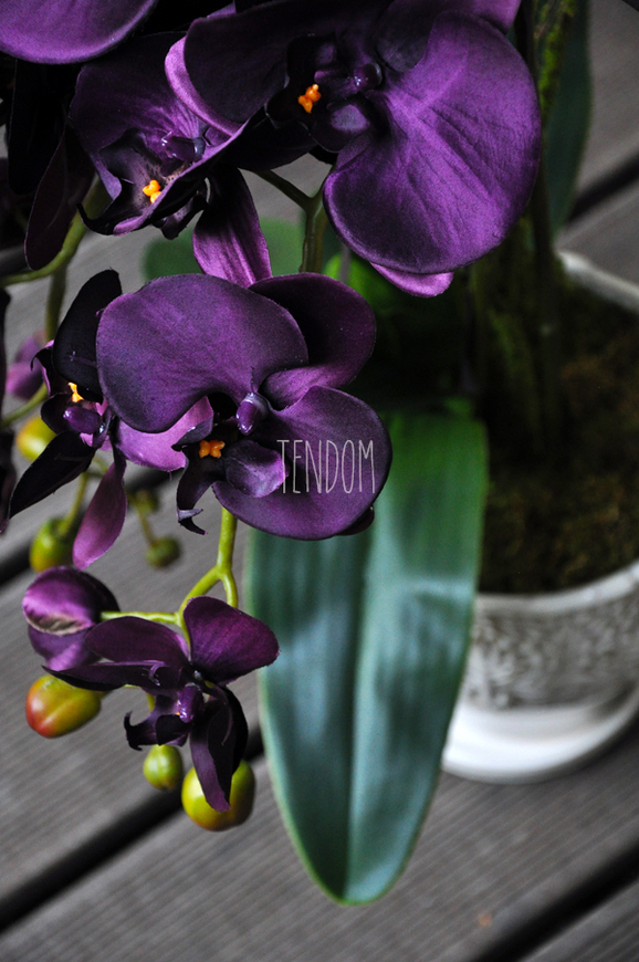 przepiękny storczyk Purple w ozdobnej donicy wys.ok.68cm