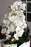 obfity storczyk Romeo w minimalistycznej donicy, wys.70cm