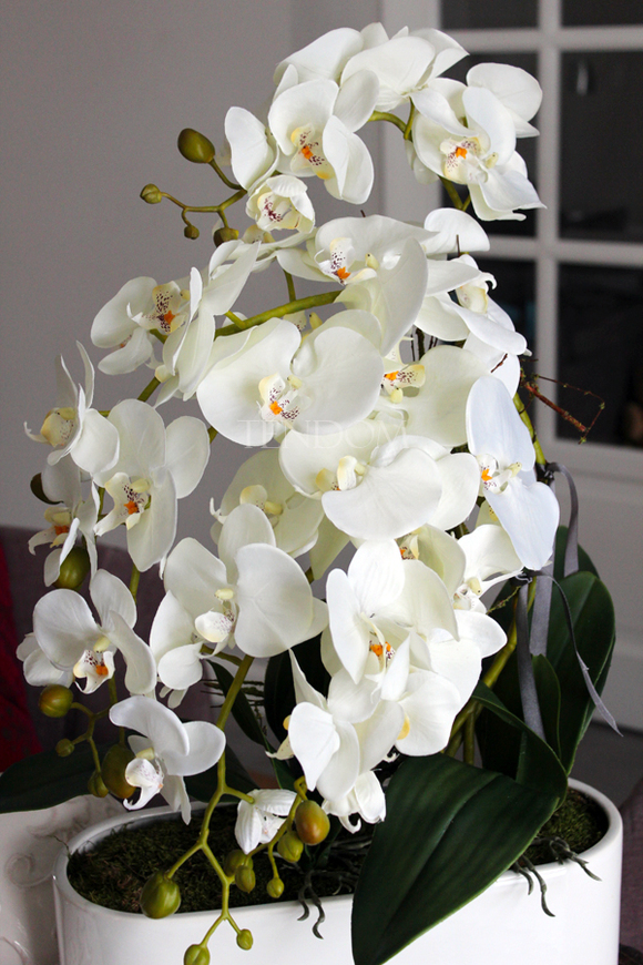 obfity storczyk Romeo w minimalistycznej donicy, wys.70cm