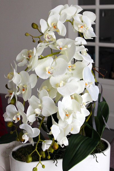 obfity storczyk Romeo w minimalistycznej donicy, wys.70cm