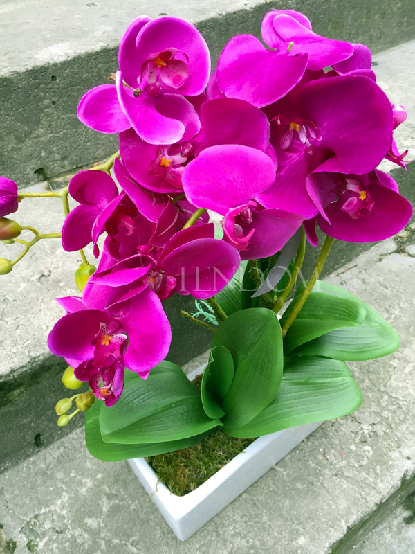 storczyk Banerra Fuksja 3 w ceramicznej, białej donicy, wys.50cm