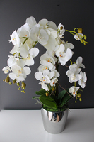 storczyk Sanaro Silver w srebrnej donicy, wys.62cm