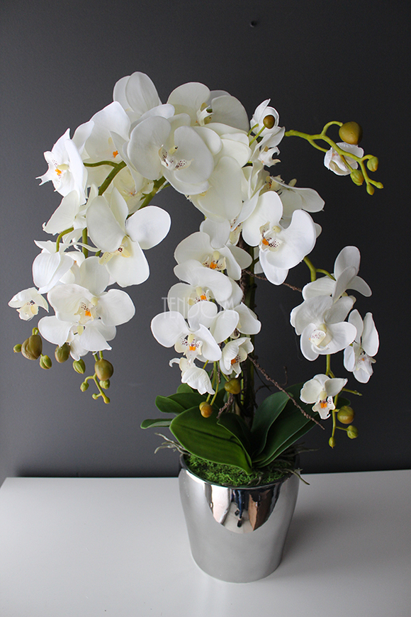 storczyk Sanaro Silver w srebrnej donicy, wys.62cm